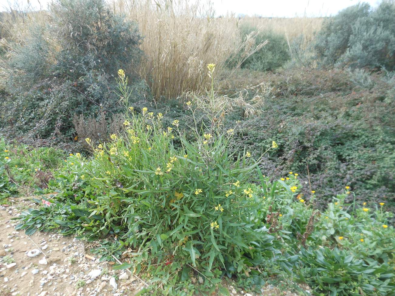 Sisymbrium orientale L. / Erba cornacchia orientale